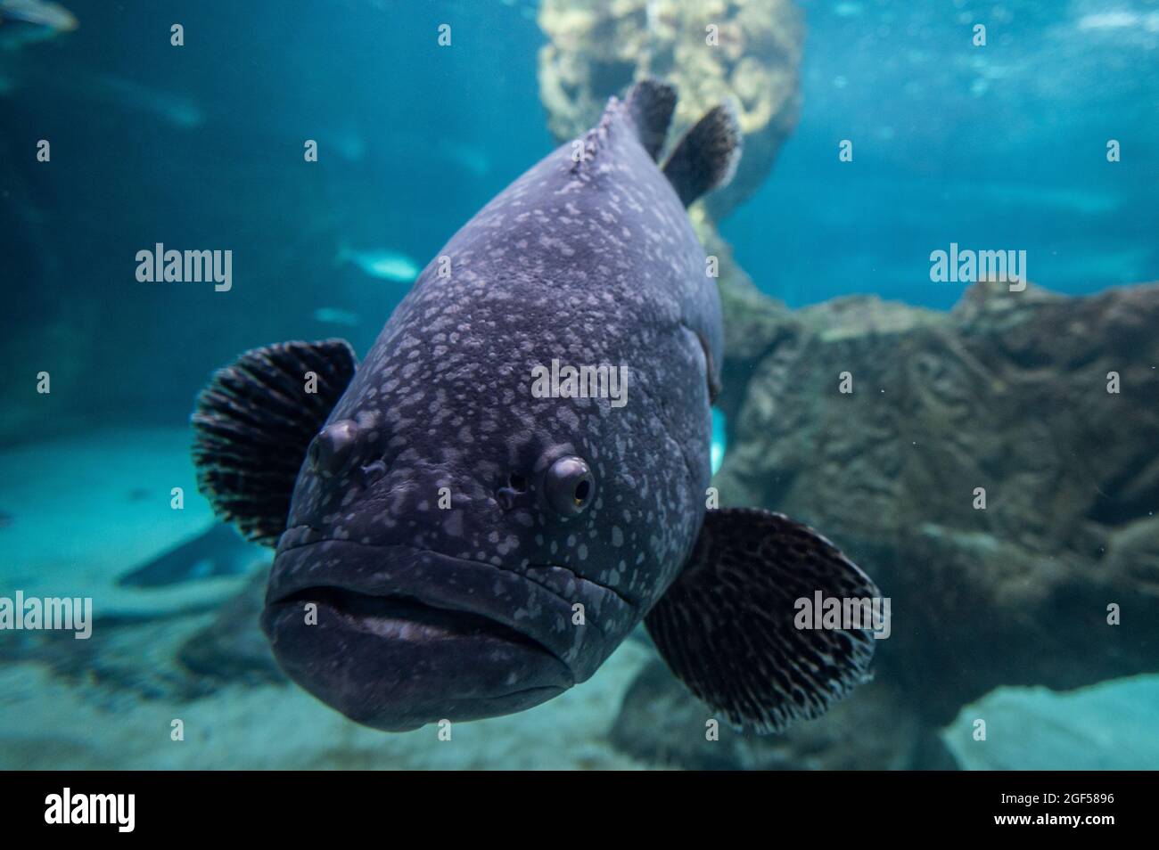 Madrid, Spain. 23rd Aug, 2021. A giant grouper (Epinephelus lanceolatus), also known as the Queensland grouper, brindle grouper or mottled-brown sea bass, swimming in its enclosure during a summer day with high temperatures in the Zoo Aquarium of Madrid. Credit: Marcos del Mazo/Alamy Live News Stock Photo