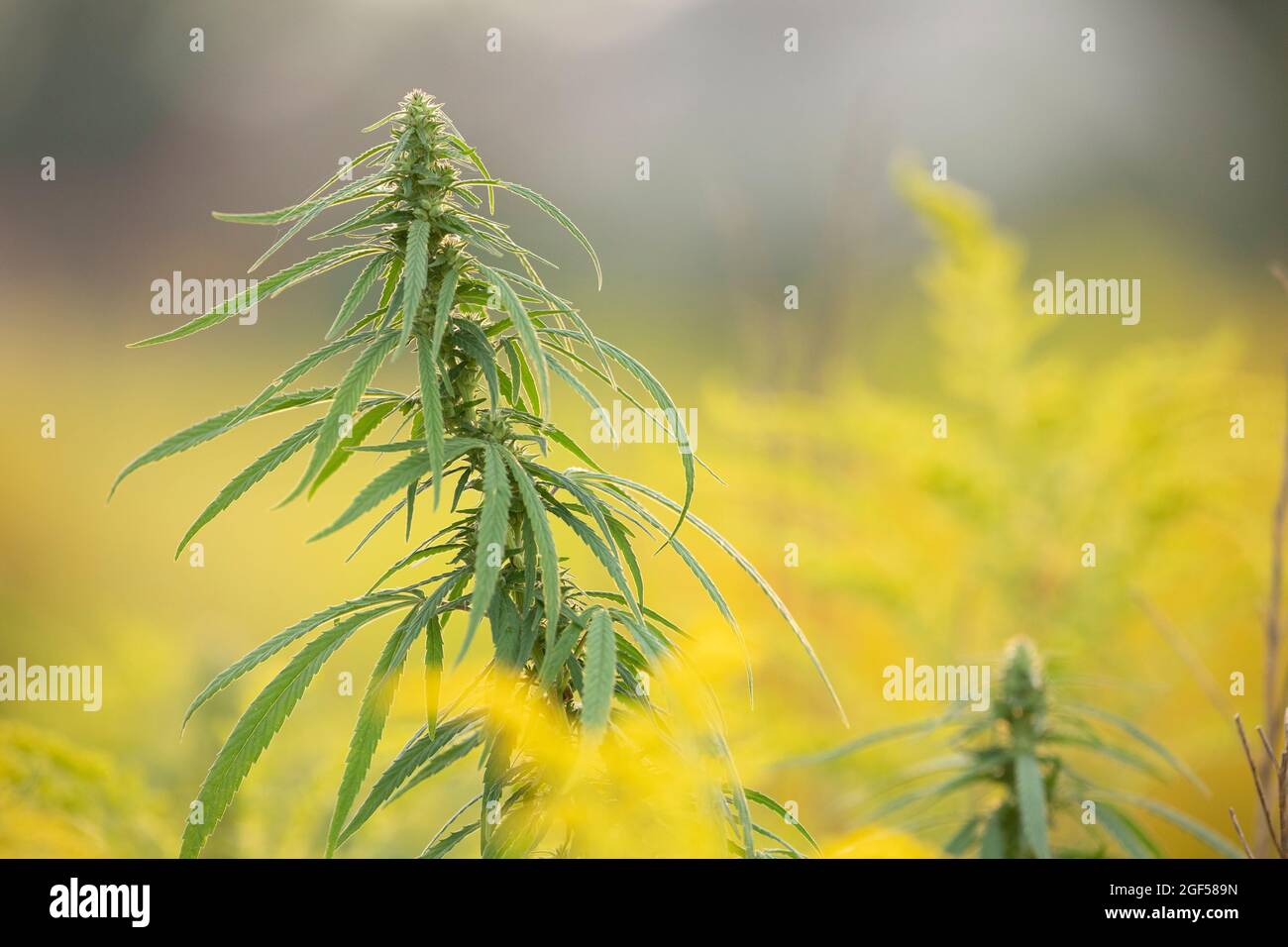 Medical cannabis, plant, young shoot on a yellow background. Stock Photo