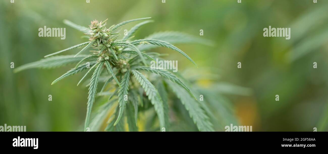 Medical cannabis, plant, young shoot on a yellow background. Stock Photo