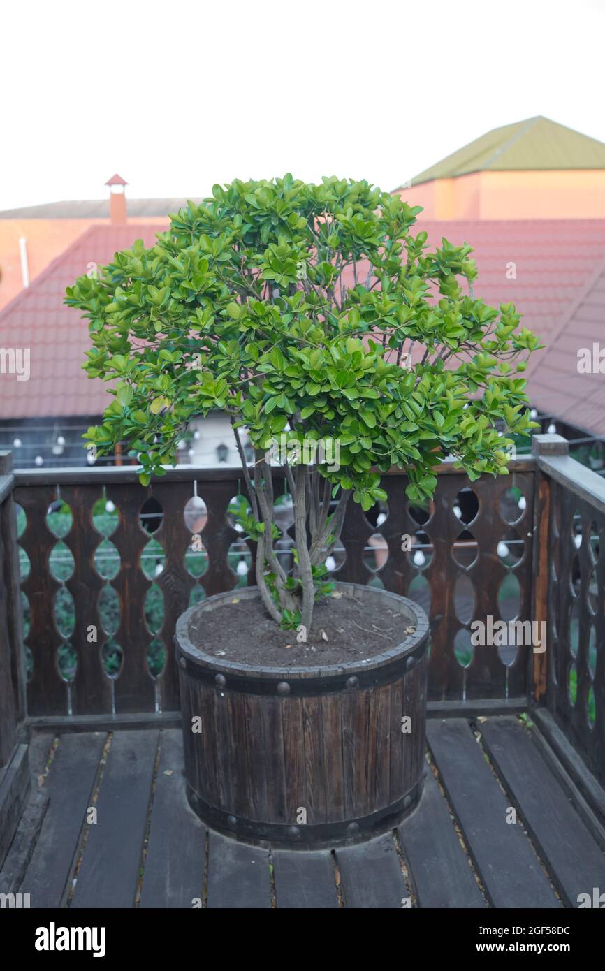 box in terracotta pot . Buxus Ball . Buxus sempervirens box
