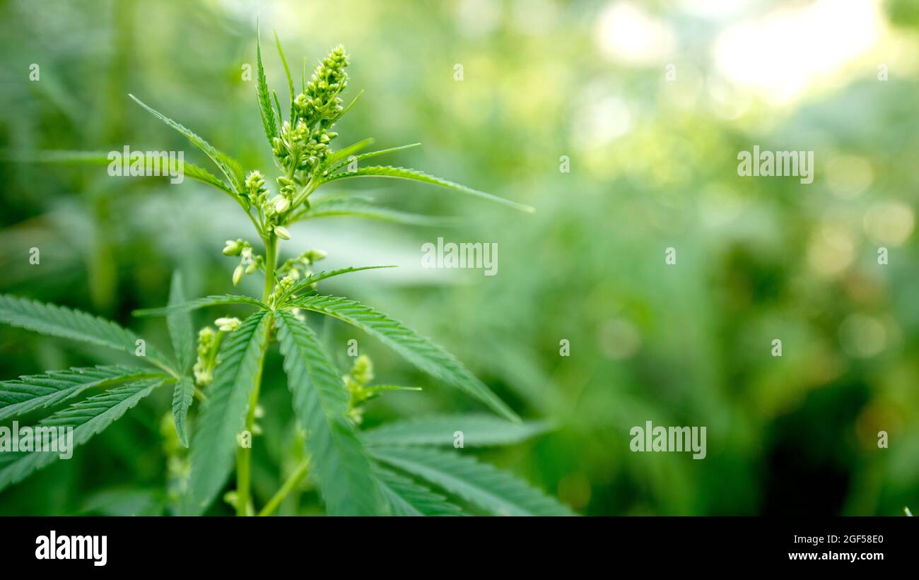 Wild cannabis bush, close-up, selective focus. Stock Photo