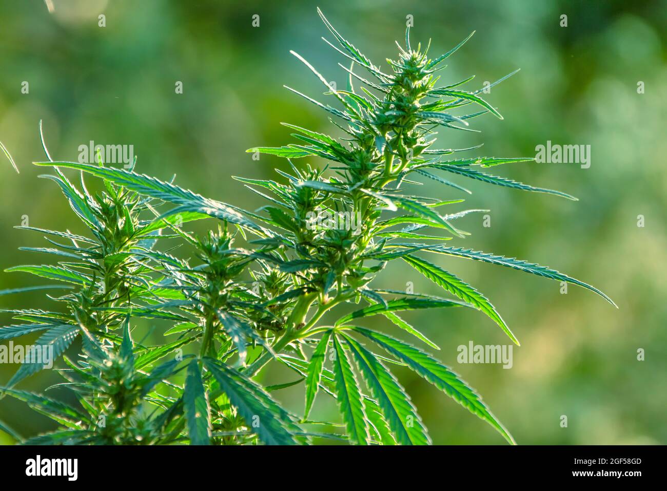 A shoot of wild cannabis, or medical cannabis. Close-up, selective focus. Banner with space for text. Stock Photo