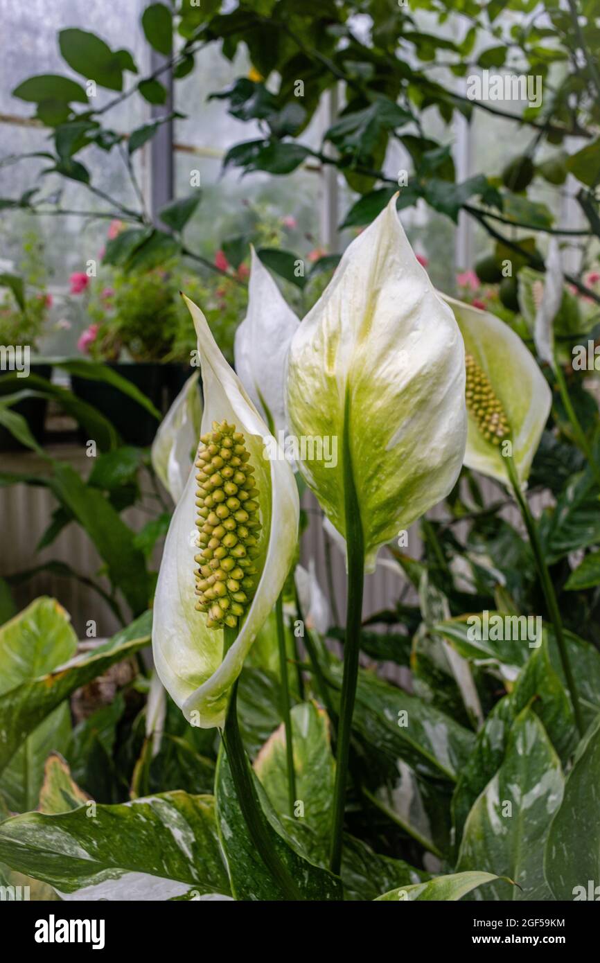 pics of spider plants Small Spider Plant main image 0