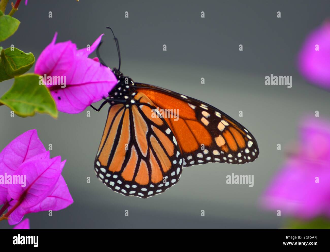 Colourful Monarch Butterfly on Pink Bougainvillea plant Stock Photo
