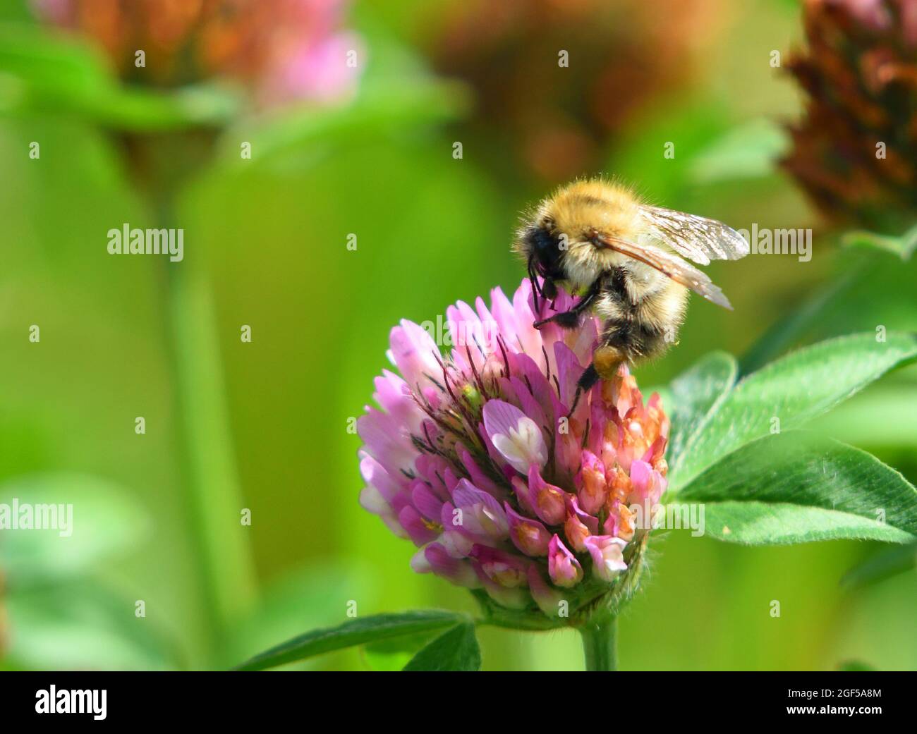 Early Bumblebee isolated on clover flower out of focus background Stock