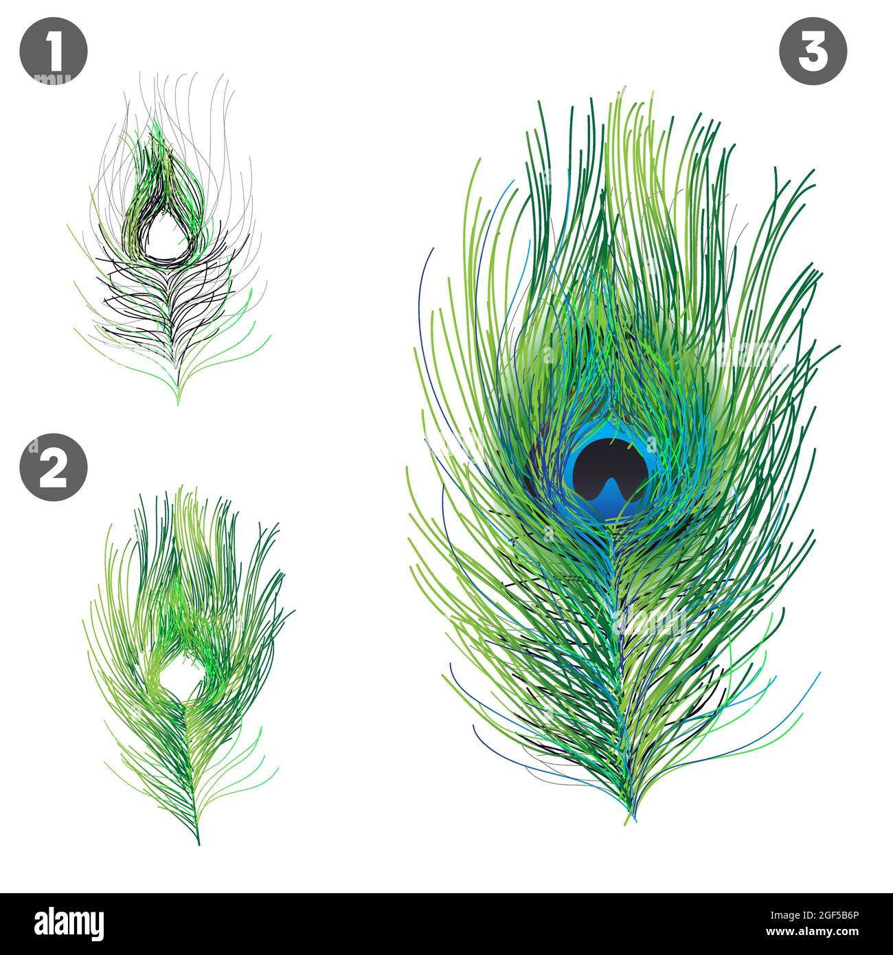 vector illustration of realistic peacock feathers Stock Vector