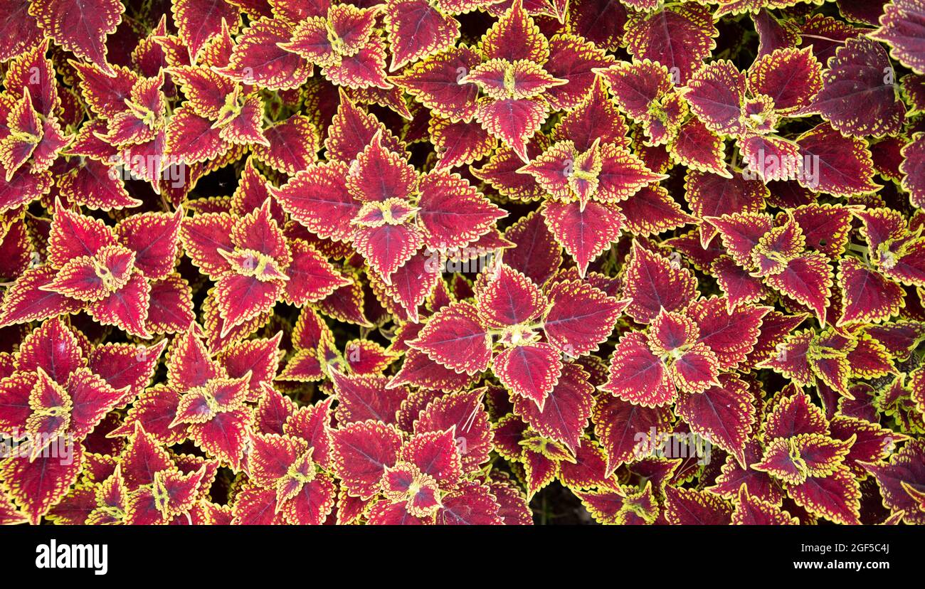 Coleus - Wizard Scarlet Ground cover plant, texture. Top view. Stock Photo