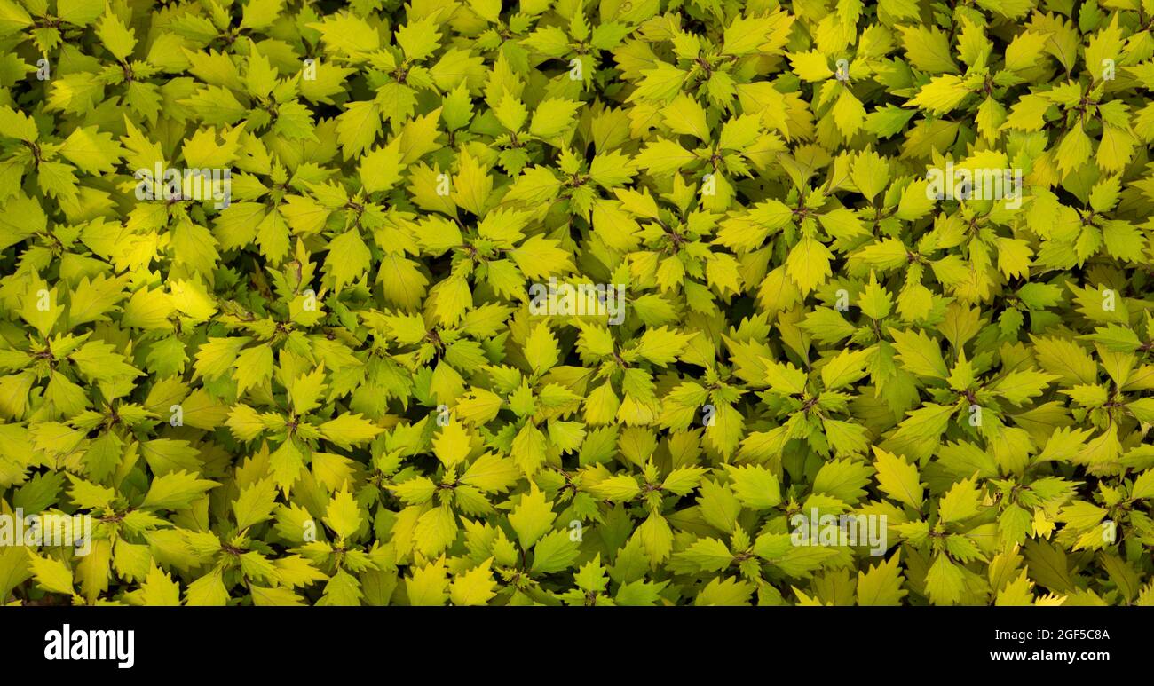 Coleus - Wizard Scarlet Ground cover plant, texture. Top view. Stock Photo