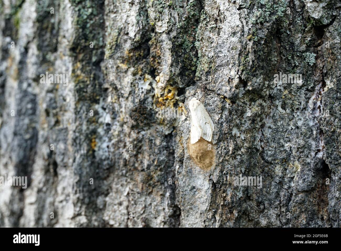 A Gypsy Moth on a tree Stock Photo Alamy