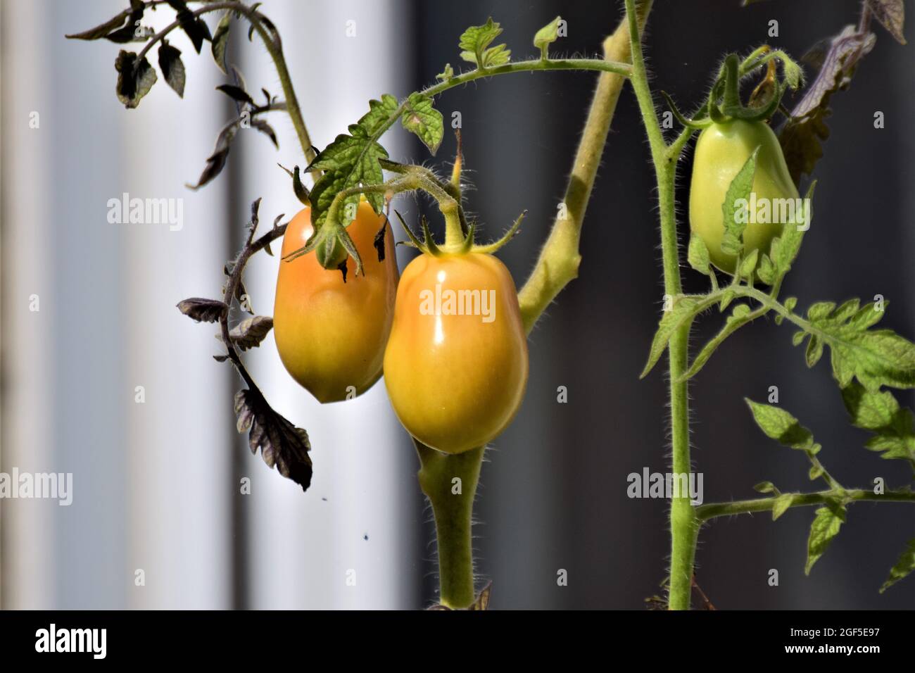 Unripe yellow tomatoes on the stem as a close up Stock Photo