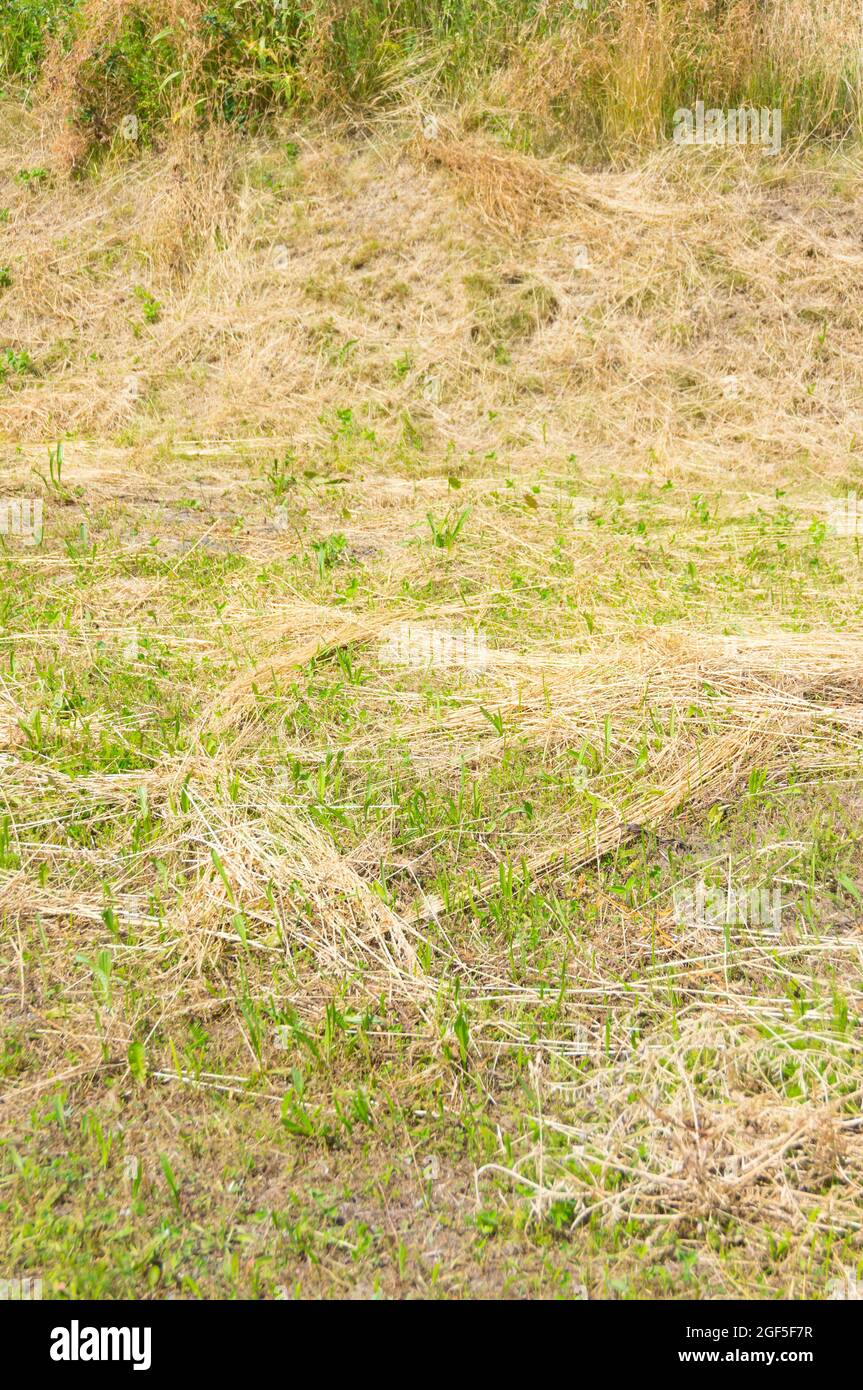 Vertical shot of dry mown grass Stock Photo Alamy
