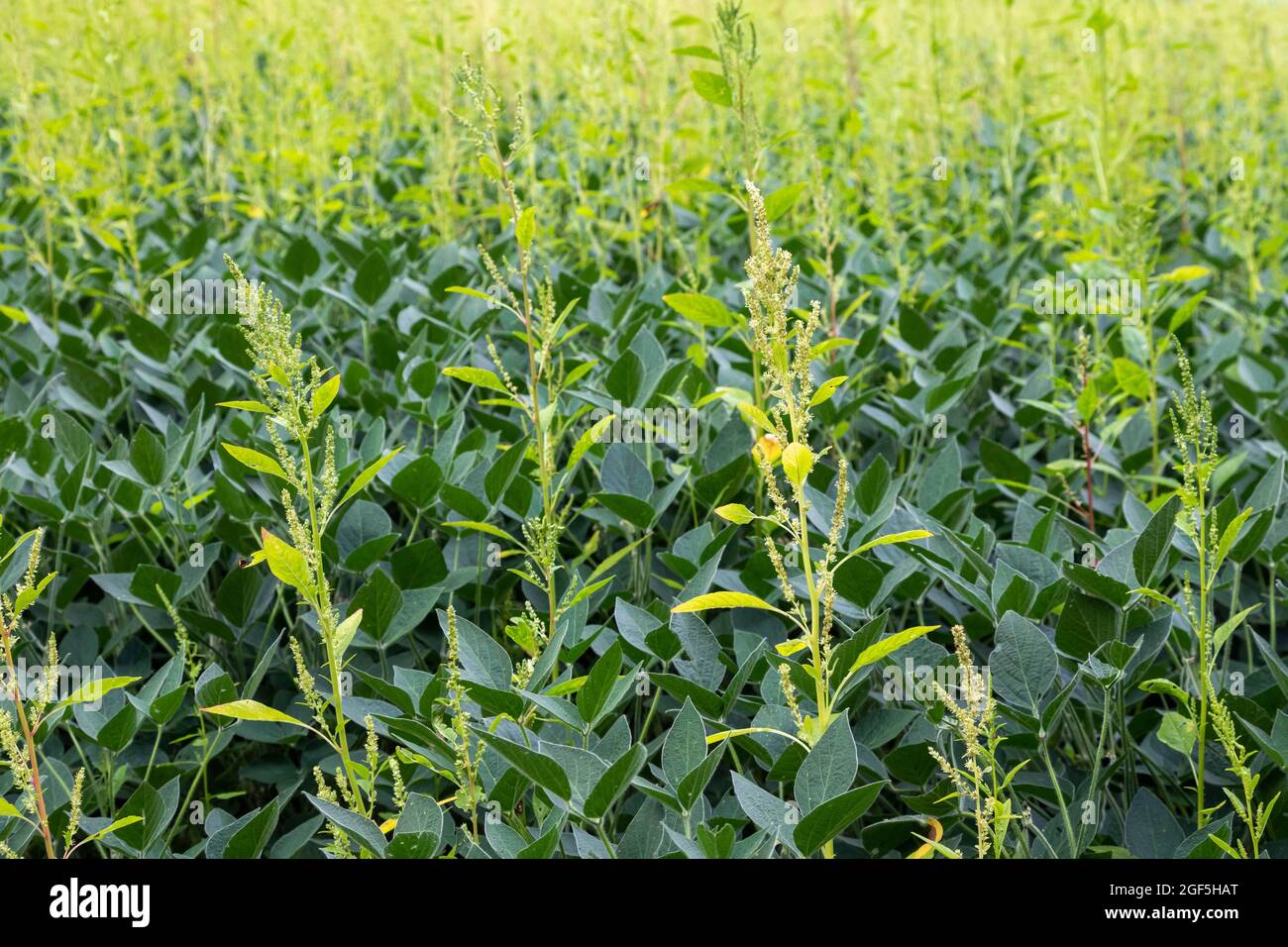 Three Oaks, Michigan - An herbicide-resistant weed, Palmer amaranth, growing in a field of soybeans. The weed has developed resistance to the most pow Stock Photo