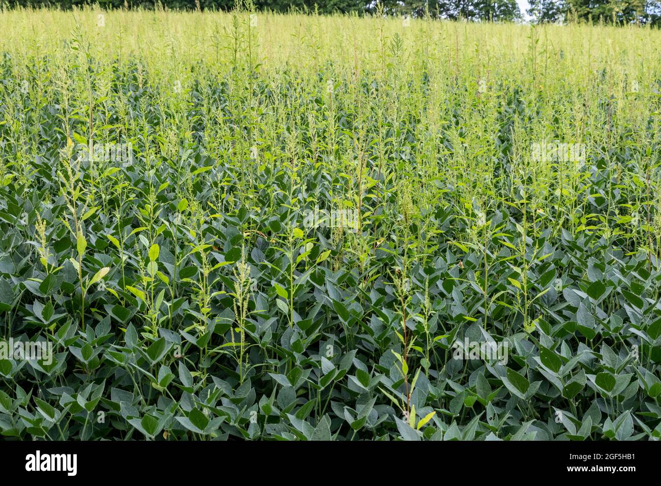 Three Oaks, Michigan - An herbicide-resistant weed, Palmer amaranth, growing in a field of soybeans. The weed has developed resistance to the most pow Stock Photo