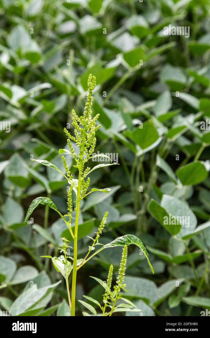 Three Oaks, Michigan - An herbicide-resistant weed, Palmer amaranth, growing in a field of soybeans. The weed has developed resistance to the most pow Stock Photo