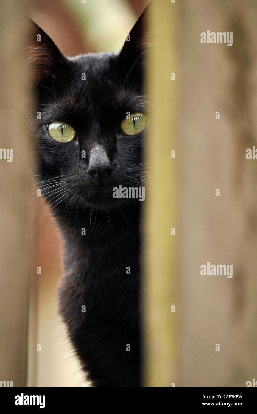Black cat behind a fence Stock Photo - Alamy