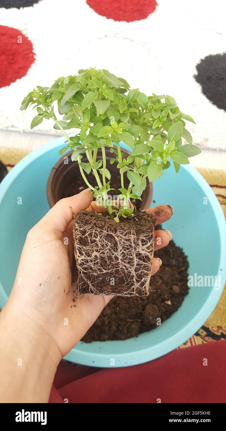 Potted plant removed from its pot Stock Photo Alamy