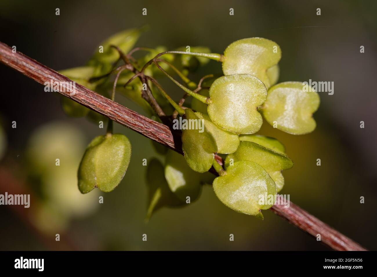 Hop Bush fruit on plant Stock Photo