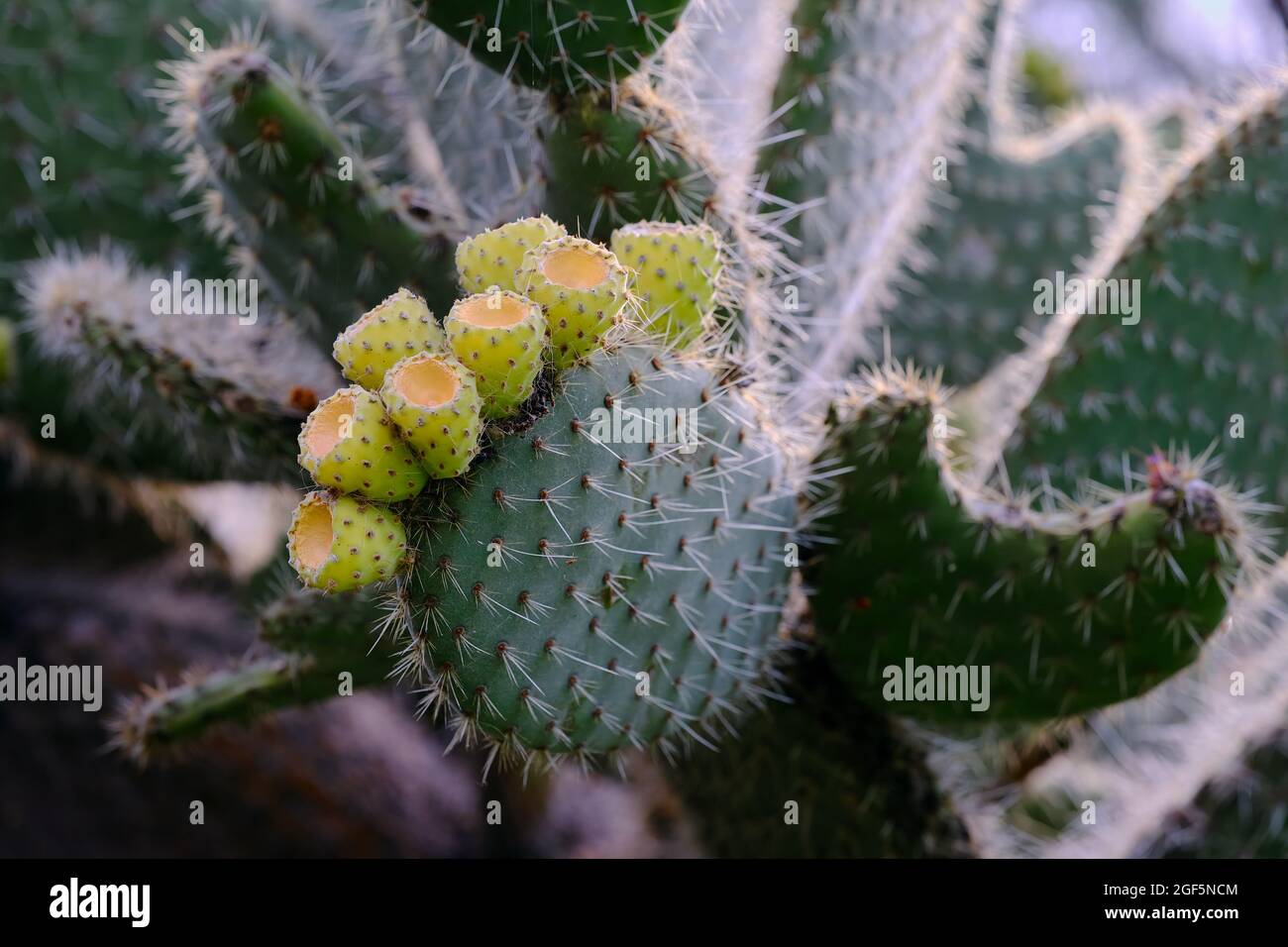 Prickly Pear Stock Photo