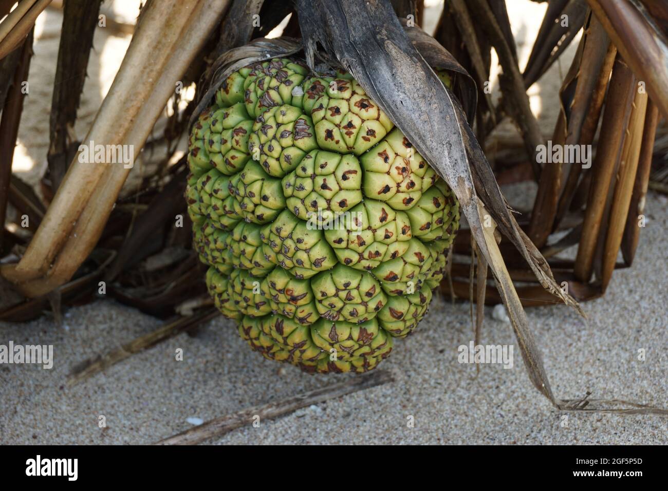 Fragrant Screwpine fruit (Pandanus fascicularis, Pandanus odorifer