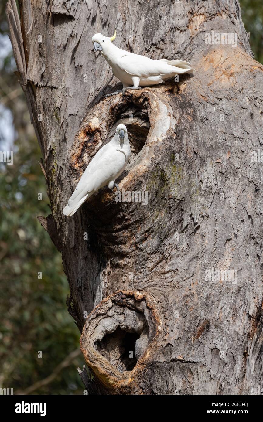 Sulphurcrested Cockatoo's nesting in large Eucalyptus Tree hollow Stock Photo Alamy