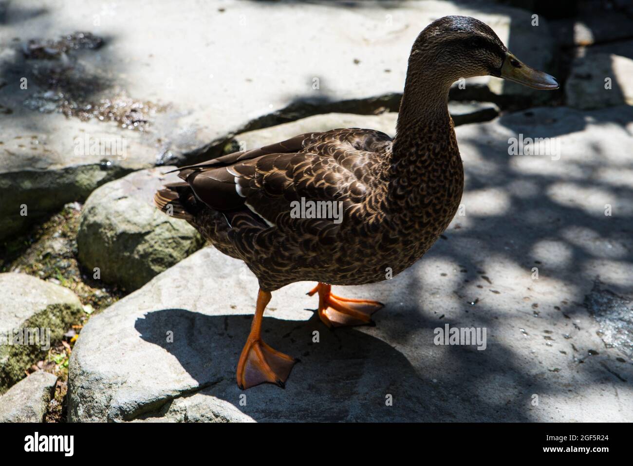 Ducks on the pond in the park. ducks are reflected in the lake and living a wild life. Stock Photo