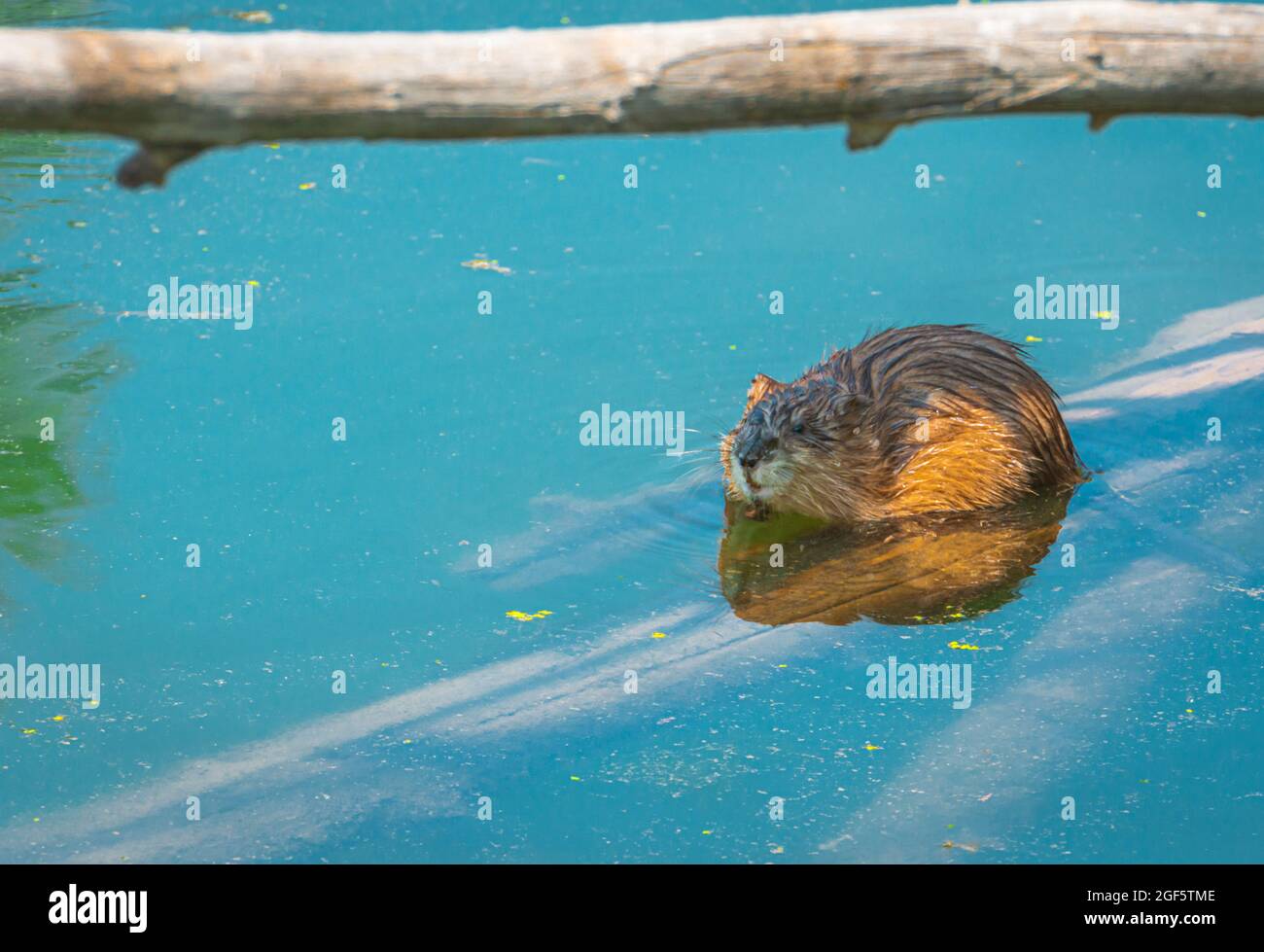 Muskrat rests on submerged log & shade of overhead Cottonwood branch in wetlands pond habitat of East Plum Creek in summer, Castle Rock Colorado USA. Stock Photo