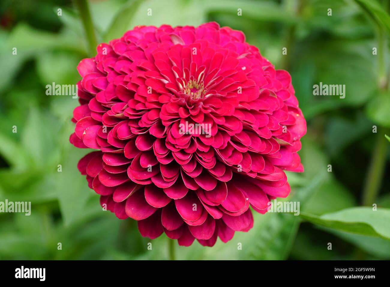 Deep Color Flower Full blooming deep red hi-res stock photography and images - Alamy