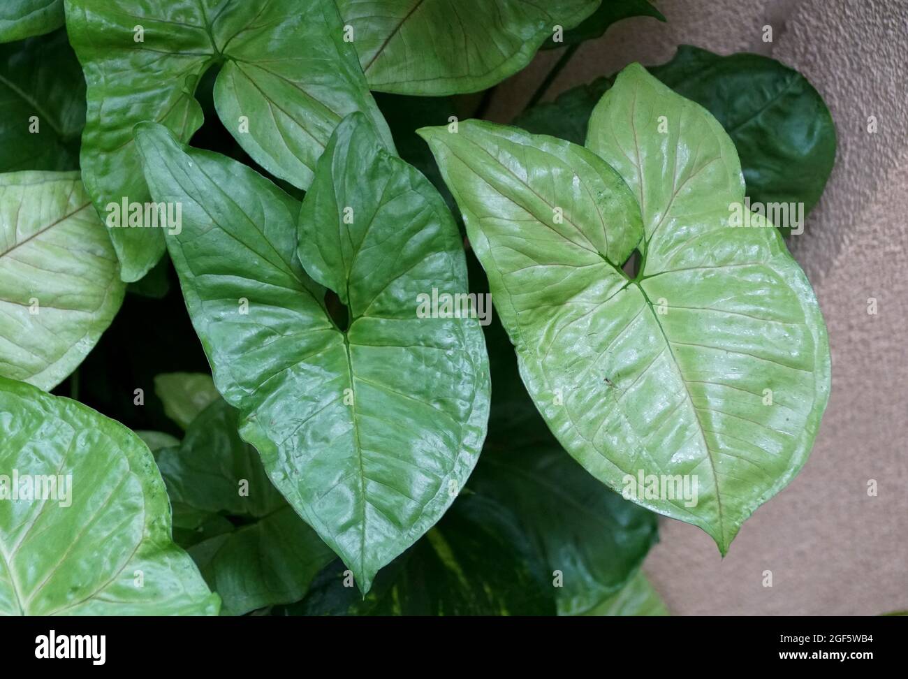 Green leaves of Jade-Vine with scientific name Strongylodon Macrobotrys Stock Photo