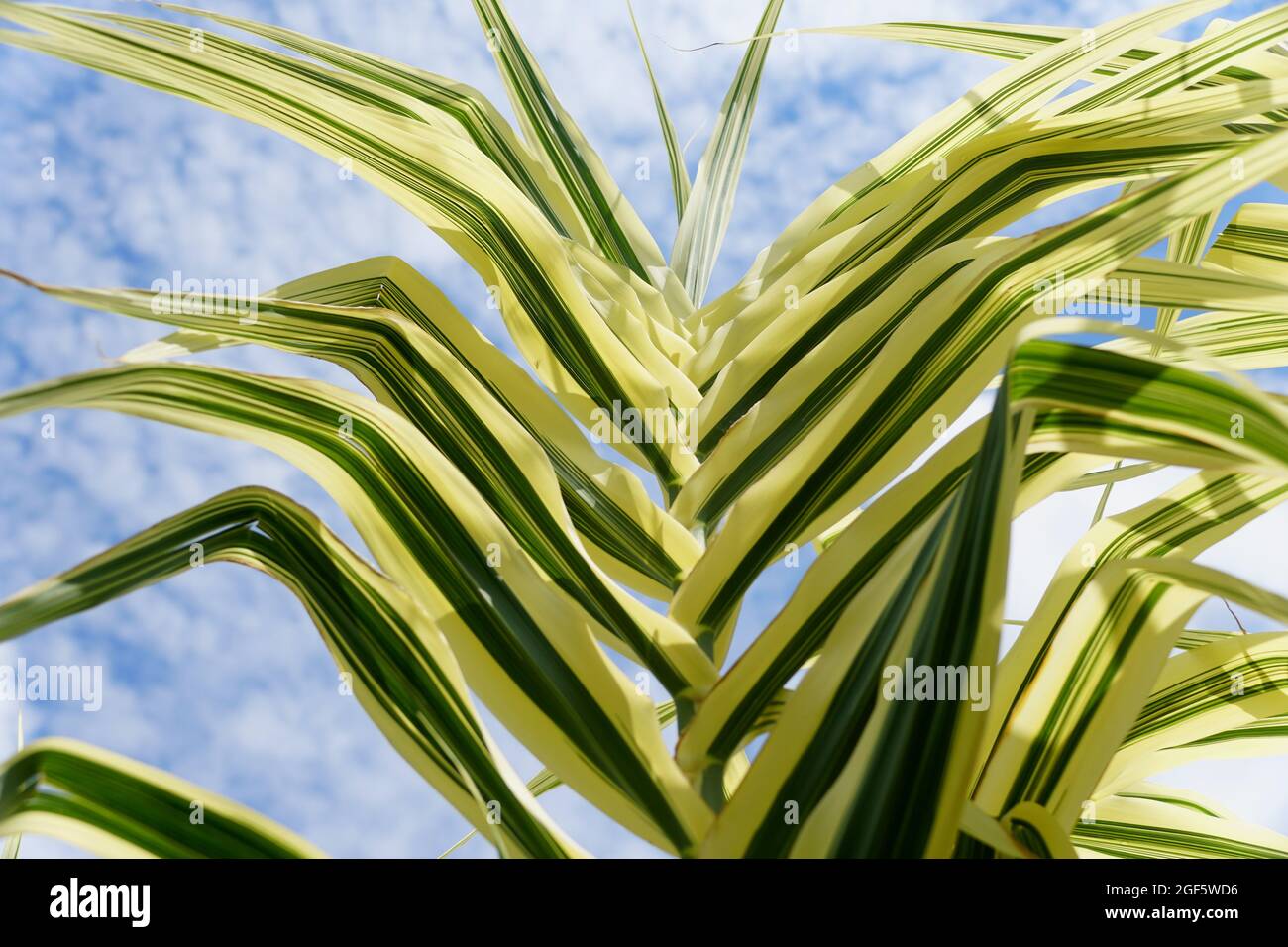 Beautiful green and white color of variegated sugar cane plant Stock