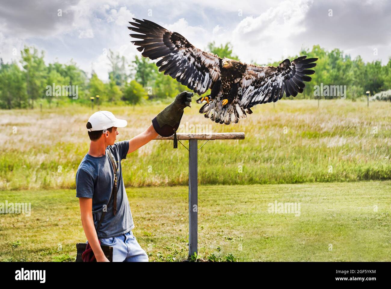 Coaldale Alberta Canada, July 27 2021: A trained specialist catches a Juvenile bald headed eagle at the Birds of Prey Center. Stock Photo