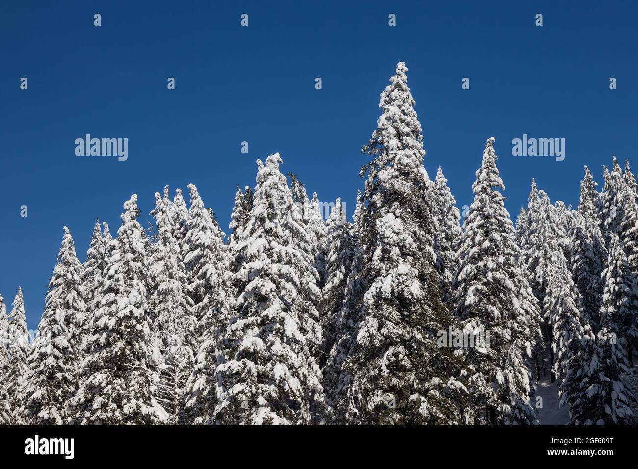 Pine trees in snow snowfall hi-res stock photography and images - Alamy