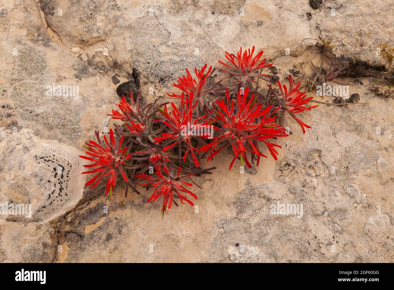 Red Indian paintbrush growing out of sandstone with lichen, Grand Staircase-Escalante National Monument, Utah Stock Photo