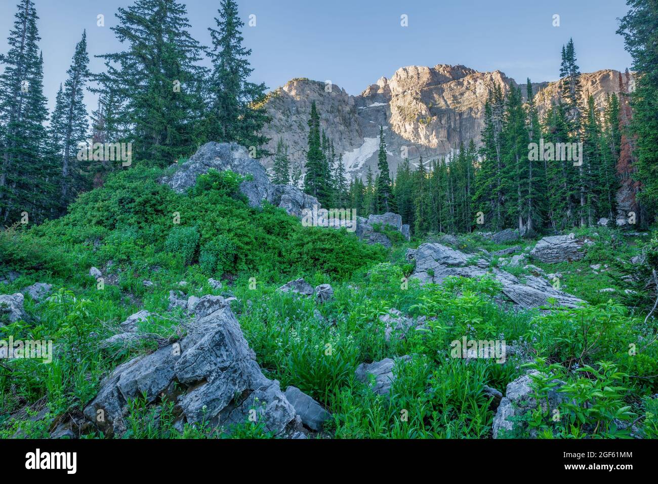 Field of wildflowers and rocks below the Devil's Castle, Albion Basin, Little Cottonwood Canyon, Wasatch Mountains, Utah Stock Photo