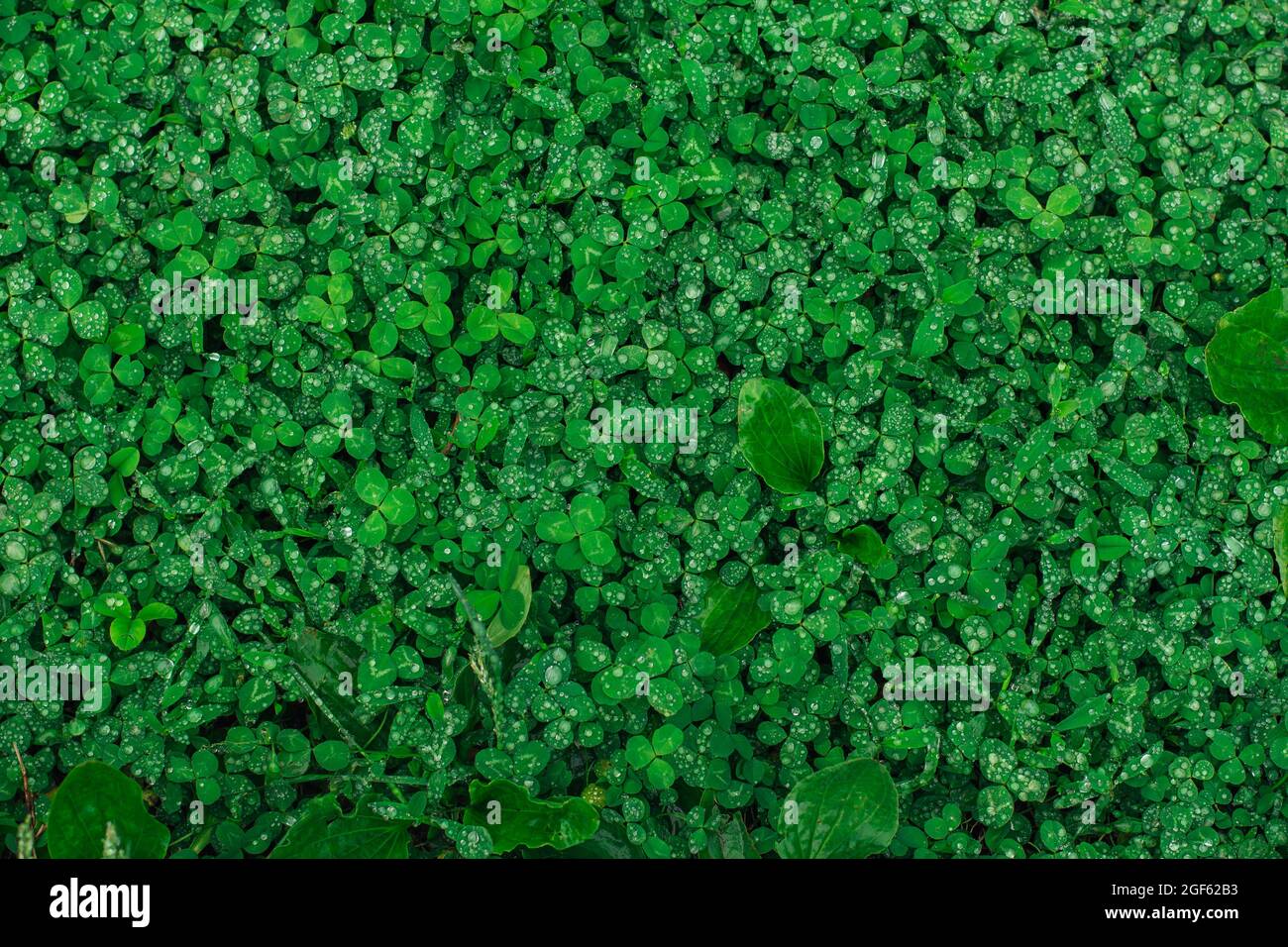 Green natural grass clover with rain drops. Seamless texture Stock