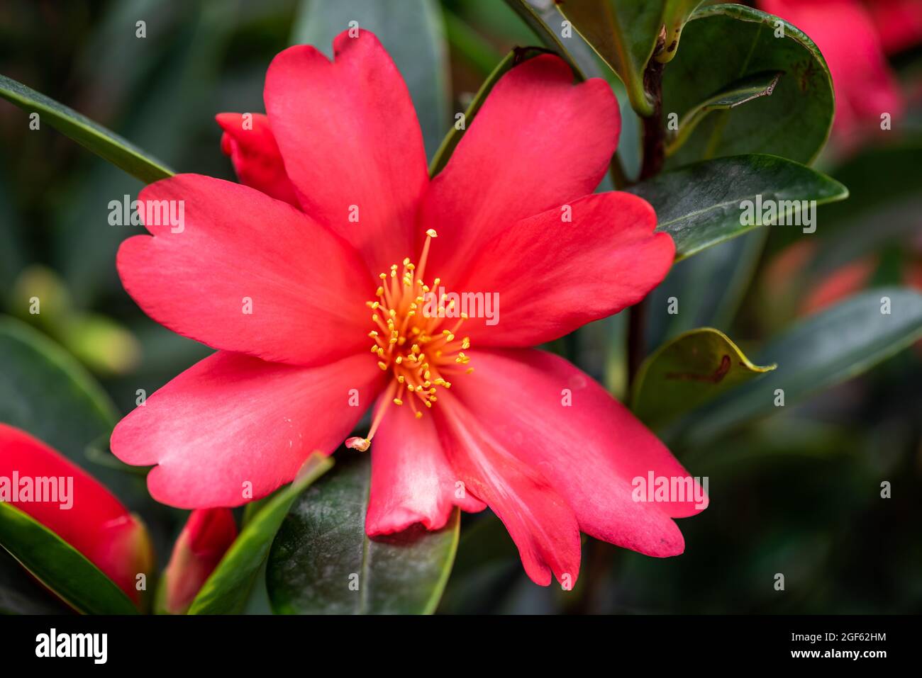 Red camellia azalea flower head close up view in Chengdu, Sichuan province, China Stock Photo