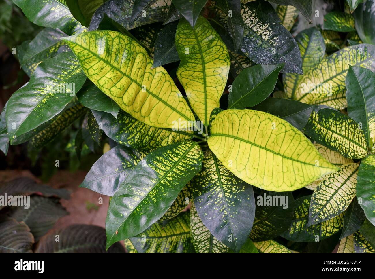 Croton 'Iceton Yellow' with scientific name Codiaeum Variegatum Stock Photo Alamy