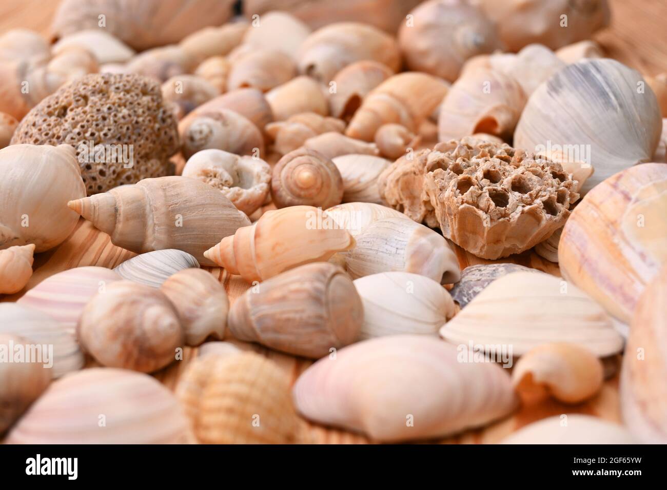Sea Snail Holidays Beach Travels Stock Photo