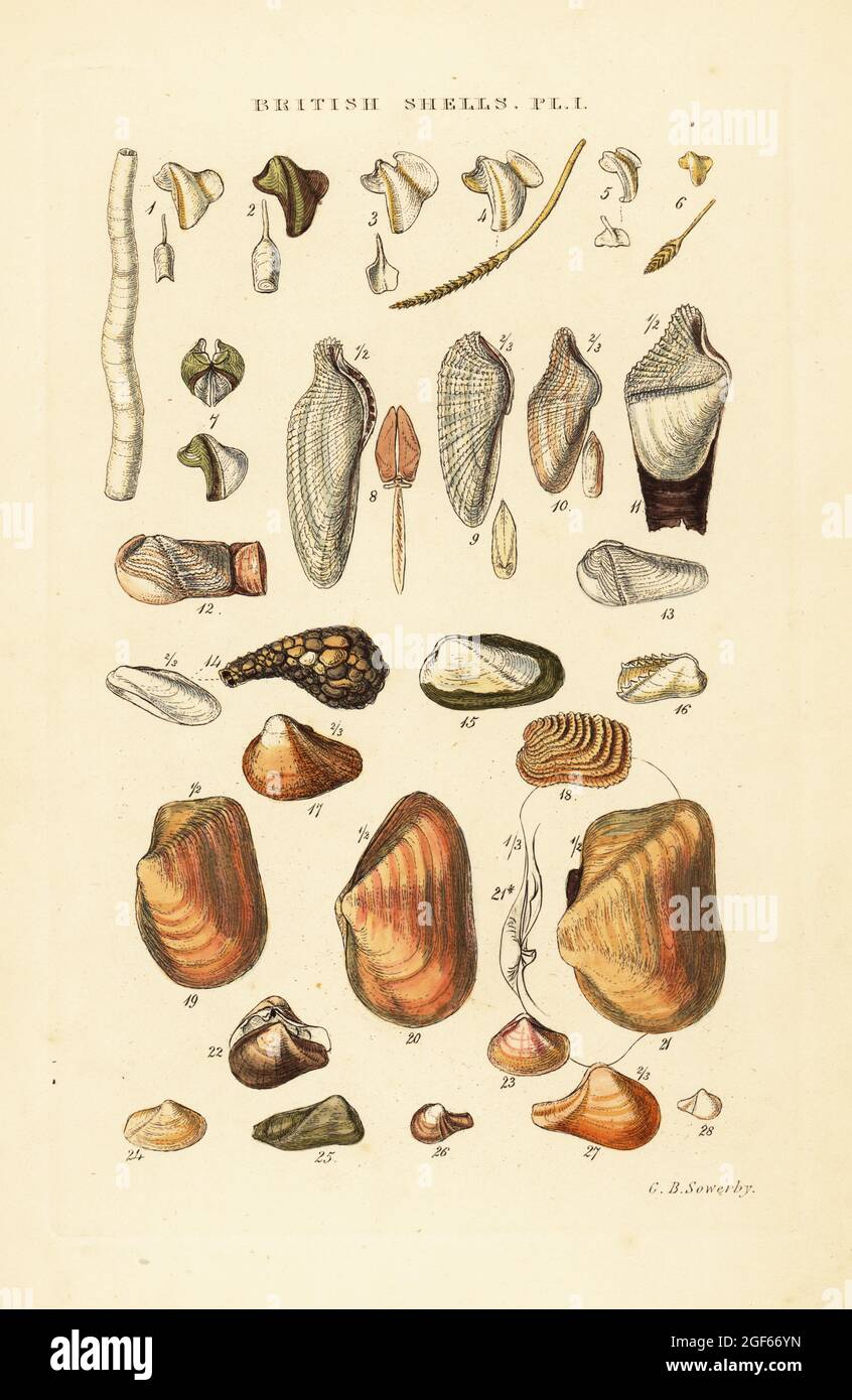 Ship worms, Teredo vulgaris, piddocks, Pholas dactylus, Xylophaga, and other borers and gapers. Handcoloured copperplate engraving by George Brettingham Sowerby from his own Illustrated Index of British Shells, Sowerby and Simpkin, Marshall & Co., London, 1859. George Brettingham Sowerby II (1812-1884), British naturalist, illustrator, and conchologist. Stock Photo