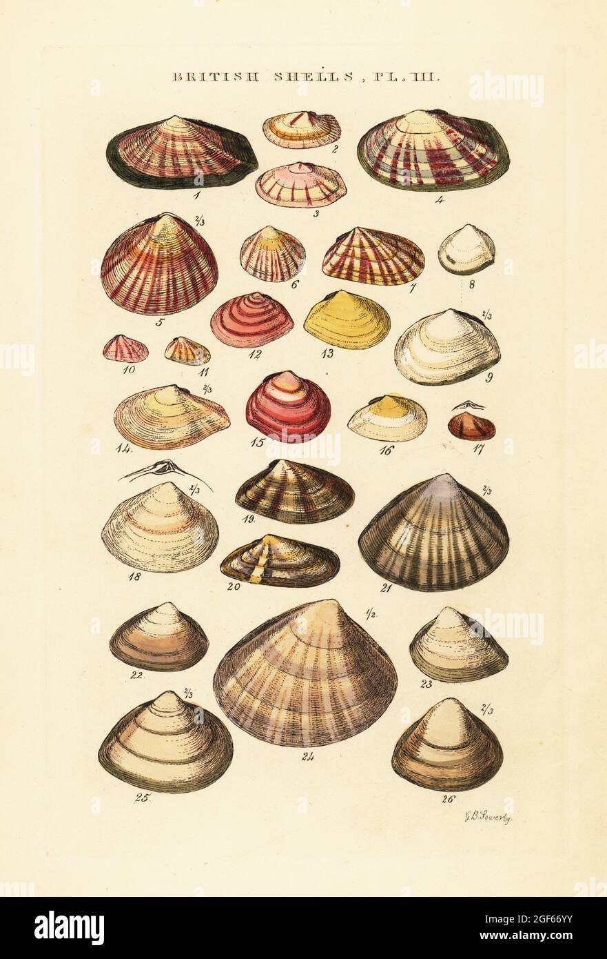 Tellin shells, Tellina crassa, Psammobia, Ervillia, Donax, Mactra., etc. Handcoloured copperplate engraving by George Brettingham Sowerby from his own Illustrated Index of British Shells, Sowerby and Simpkin, Marshall & Co., London, 1859. George Brettingham Sowerby II (1812-1884), British naturalist, illustrator, and conchologist. Stock Photo