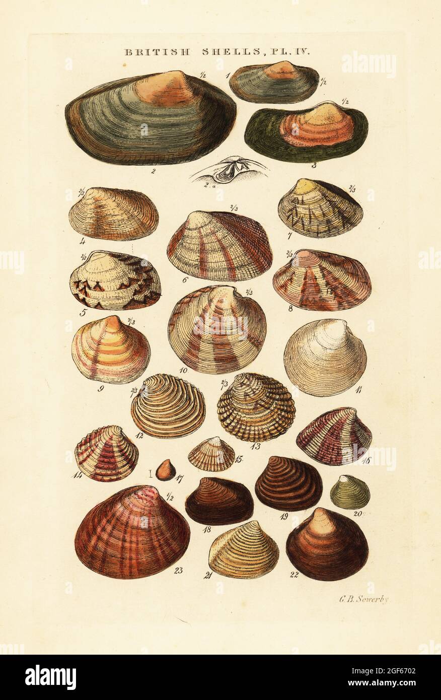 Saltwater clams, Venus casina, Astarte elliptica, Lutraria, Tapes, Lucinopsis, etc. Handcoloured copperplate engraving by George Brettingham Sowerby from his own Illustrated Index of British Shells, Sowerby and Simpkin, Marshall & Co., London, 1859. George Brettingham Sowerby II (1812-1884), British naturalist, illustrator, and conchologist. Stock Photo