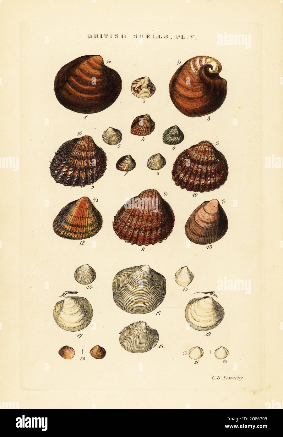 Cockles, Cardium exiguum, Circe minima, Lucina lactea, Axinus, etc. Handcoloured copperplate engraving by George Brettingham Sowerby from his own Illustrated Index of British Shells, Sowerby and Simpkin, Marshall & Co., London, 1859. George Brettingham Sowerby II (1812-1884), British naturalist, illustrator, and conchologist. Stock Photo