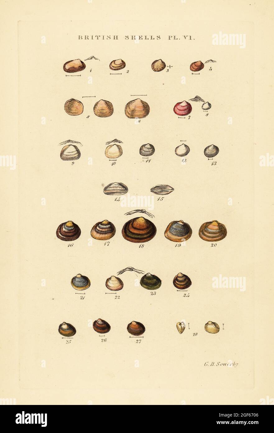 Marine bivalves, Kelliadae, and freshwater shells, Cycladidae. Handcoloured copperplate engraving by George Brettingham Sowerby from his own Illustrated Index of British Shells, Sowerby and Simpkin, Marshall & Co., London, 1859. George Brettingham Sowerby II (1812-1884), British naturalist, illustrator, and conchologist. Stock Photo