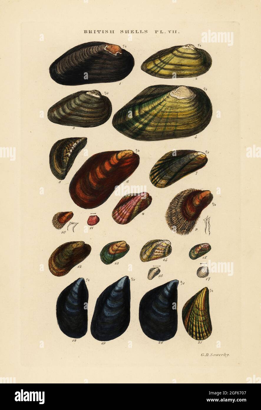 Freshwater mussels, Unio, Anodon, and marine mussels, Modiola, Crenella, Mytilus, Dreissina, etc. Handcoloured copperplate engraving by George Brettingham Sowerby from his own Illustrated Index of British Shells, Sowerby and Simpkin, Marshall & Co., London, 1859. George Brettingham Sowerby II (1812-1884), British naturalist, illustrator, and conchologist. Stock Photo
