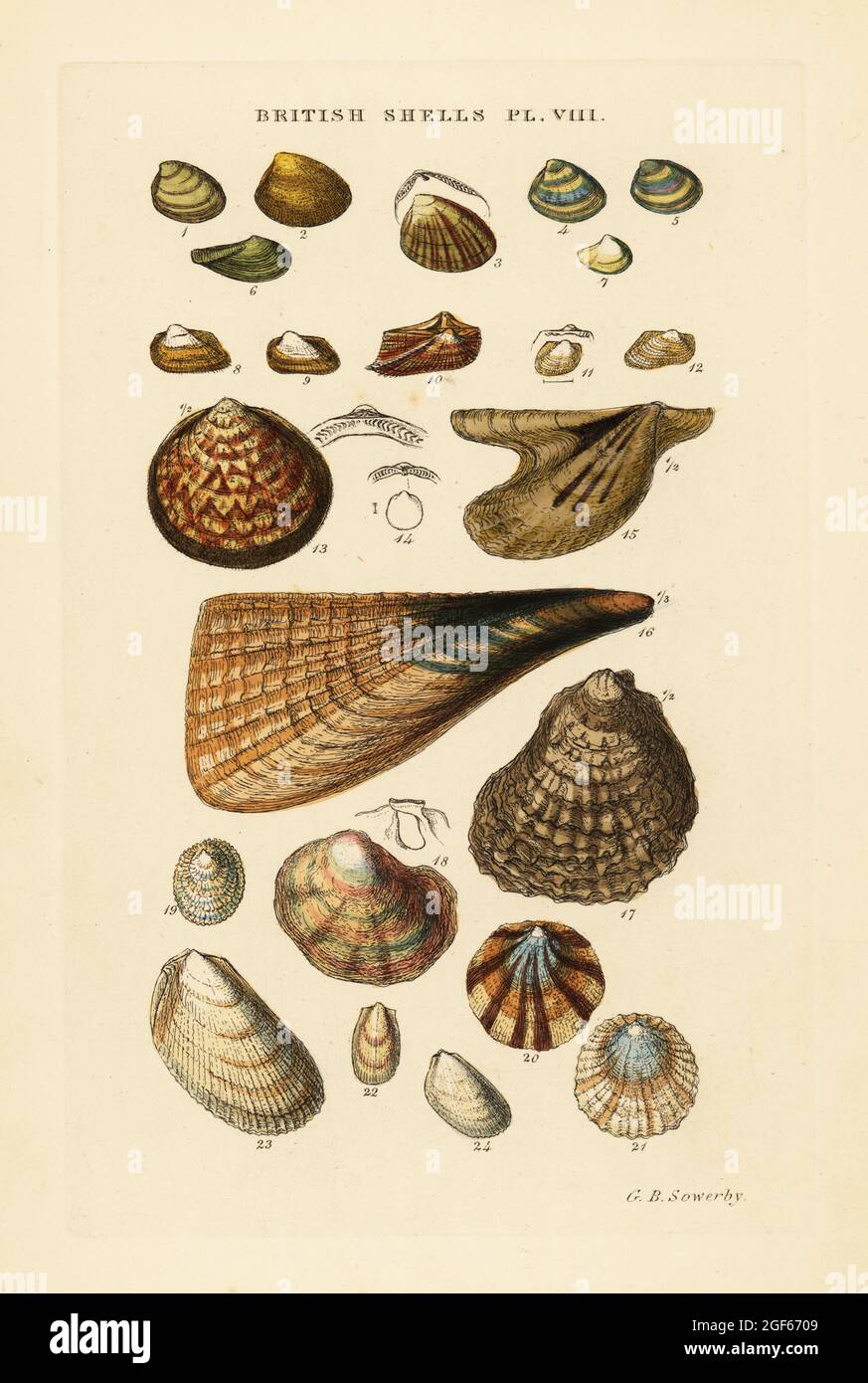 Oyster, Ostrea vulgaris, pen shell, Pinna pectinata, and Nucula, Arca, Lima, Anomia, etc. Handcoloured copperplate engraving by George Brettingham Sowerby from his own Illustrated Index of British Shells, Sowerby and Simpkin, Marshall & Co., London, 1859. George Brettingham Sowerby II (1812-1884), British naturalist, illustrator, and conchologist. Stock Photo