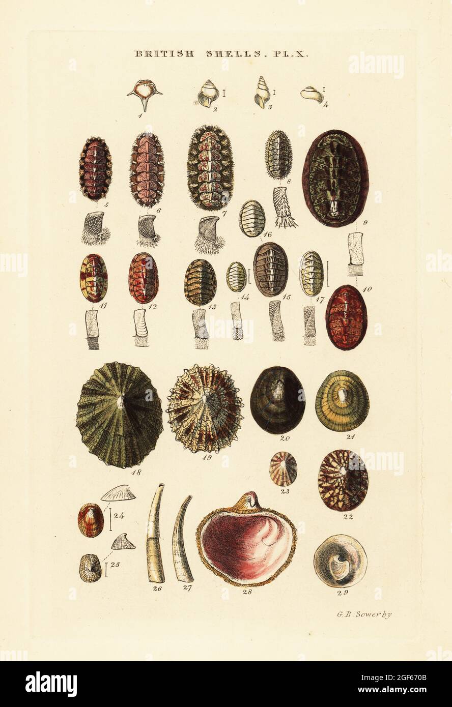Sea cradles or coat-of-mail shells, Chiton, limpet, Patella, Spirialis, Acmaea, Dentalium, etc. Handcoloured copperplate engraving by George Brettingham Sowerby from his own Illustrated Index of British Shells, Sowerby and Simpkin, Marshall & Co., London, 1859. George Brettingham Sowerby II (1812-1884), British naturalist, illustrator, and conchologist. Stock Photo