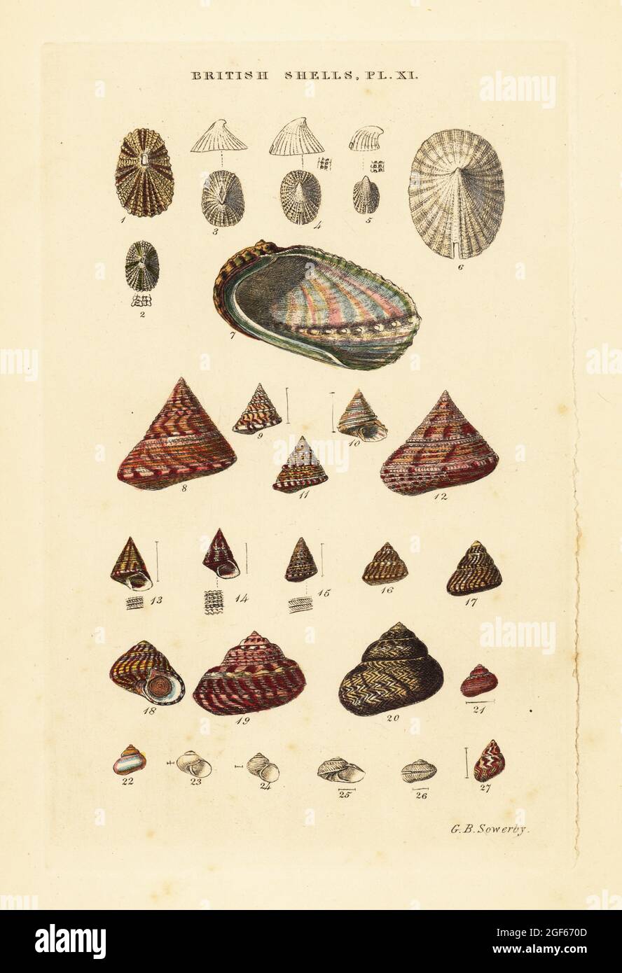 Ear shell, Haliotis vulgaris, sea snails, Trochus, Margarita, etc. Handcoloured copperplate engraving by George Brettingham Sowerby from his own Illustrated Index of British Shells, Sowerby and Simpkin, Marshall & Co., London, 1859. George Brettingham Sowerby II (1812-1884), British naturalist, illustrator, and conchologist. Stock Photo