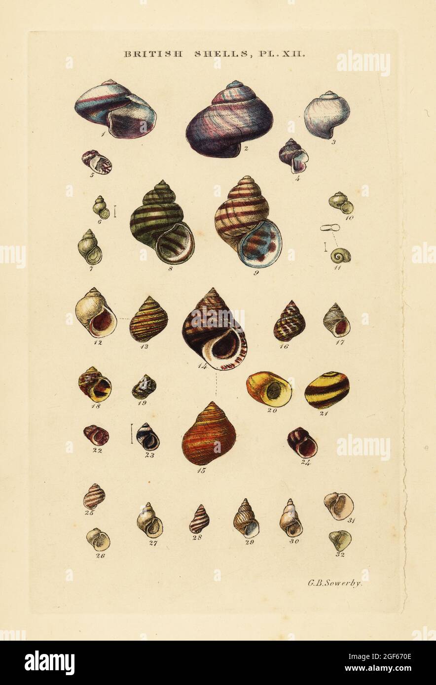 Wentletraps, Ianthina, freshwater shells, Bithynia, Littorina, Lacuna, etc. Handcoloured copperplate engraving by George Brettingham Sowerby from his own Illustrated Index of British Shells, Sowerby and Simpkin, Marshall & Co., London, 1859. George Brettingham Sowerby II (1812-1884), British naturalist, illustrator, and conchologist. Stock Photo