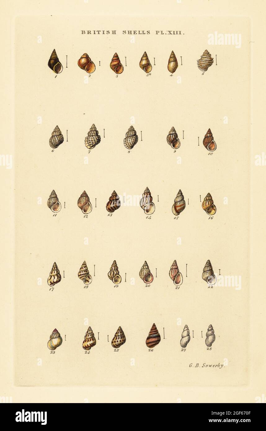 Minute sea shell varieties, Rissoa, Cingula, Assimina, etc. Handcoloured copperplate engraving by George Brettingham Sowerby from his own Illustrated Index of British Shells, Sowerby and Simpkin, Marshall & Co., London, 1859. George Brettingham Sowerby II (1812-1884), British naturalist, illustrator, and conchologist. Stock Photo