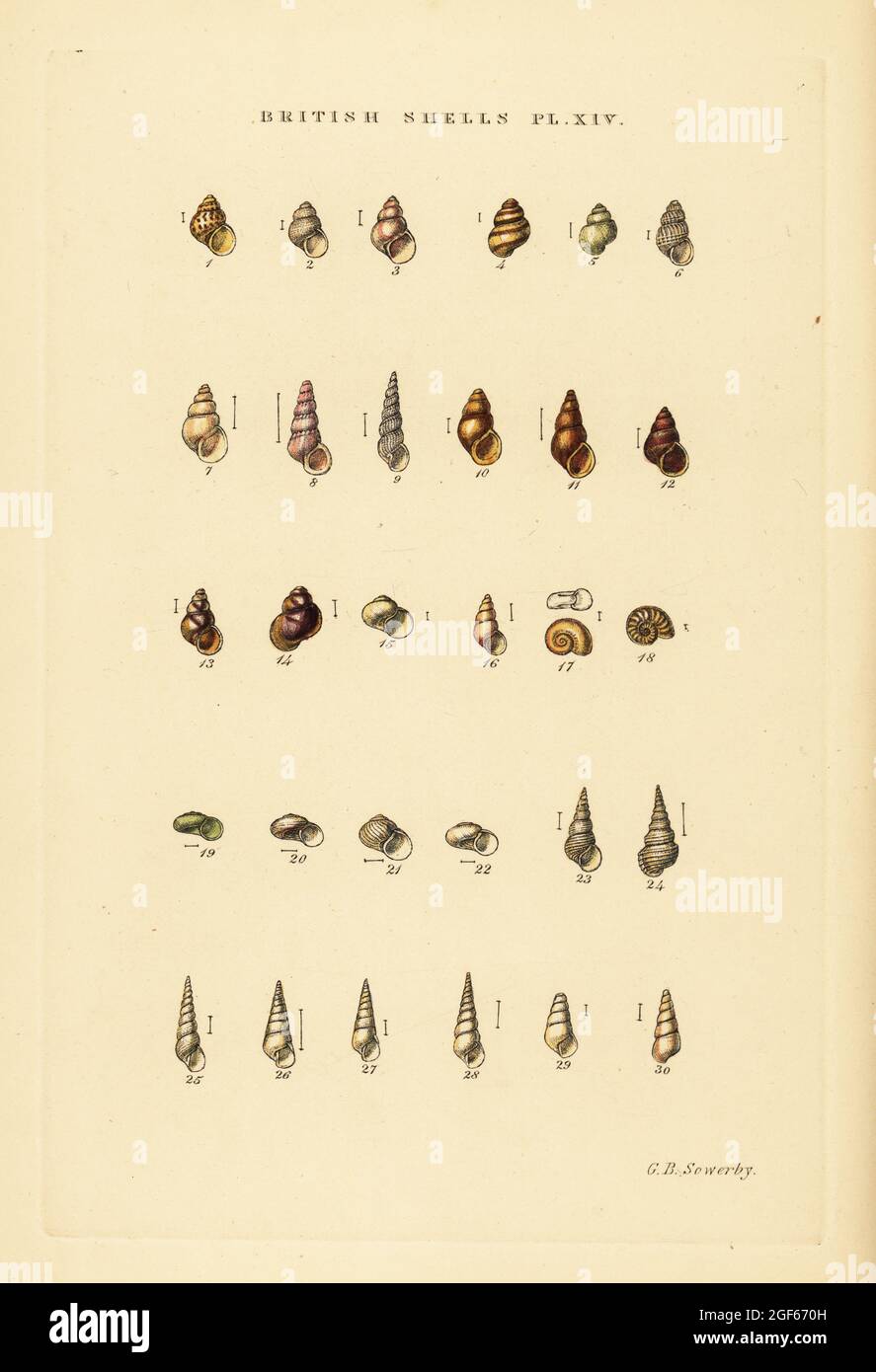 Minute sea shell varieties, Rissoa, Jeffreysia, Aclis, etc. Handcoloured copperplate engraving by George Brettingham Sowerby from his own Illustrated Index of British Shells, Sowerby and Simpkin, Marshall & Co., London, 1859. George Brettingham Sowerby II (1812-1884), British naturalist, illustrator, and conchologist. Stock Photo