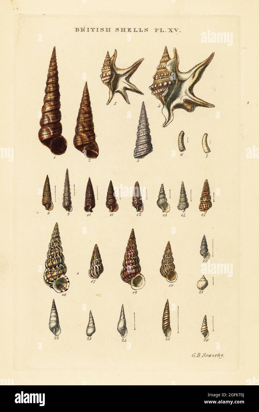 Sea snails, Turritella, pelican's foot, Aporrhais pespelecani, Cæcum, Cerithiopsis, Scalaria, Eulima, etc. Handcoloured copperplate engraving by George Brettingham Sowerby from his own Illustrated Index of British Shells, Sowerby and Simpkin, Marshall & Co., London, 1859. George Brettingham Sowerby II (1812-1884), British naturalist, illustrator, and conchologist. Stock Photo